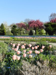 Blooms in Battersea park