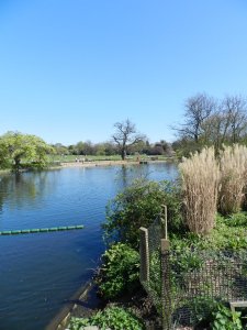 Dulwich park Lake