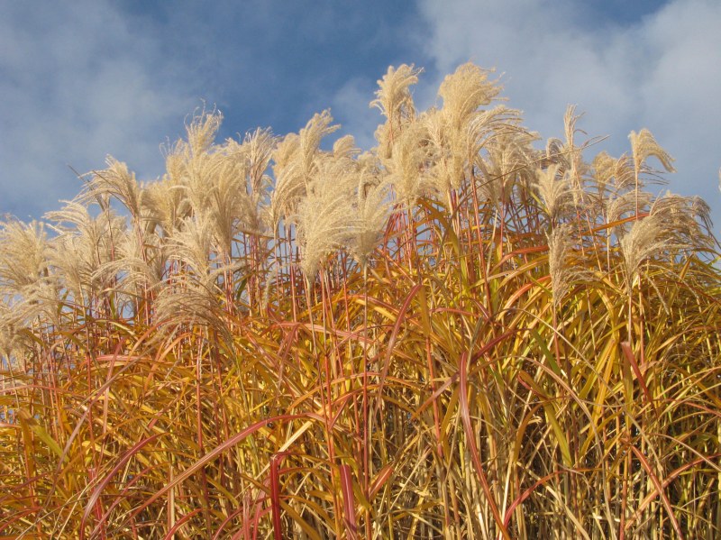 London_grasses-1-2 Kew