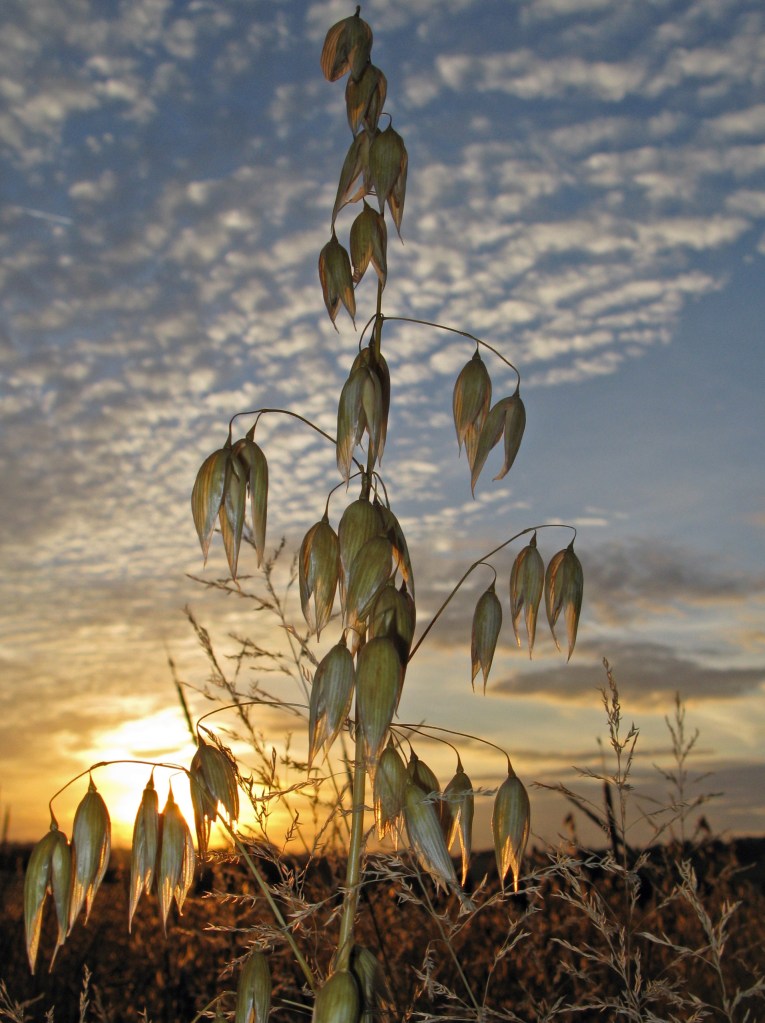London_grasses-1 Harvest Barnet