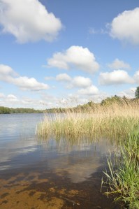 London_grasses-10 - Virginia Water