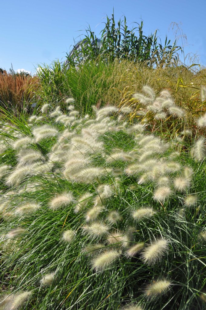 London_grasses-11