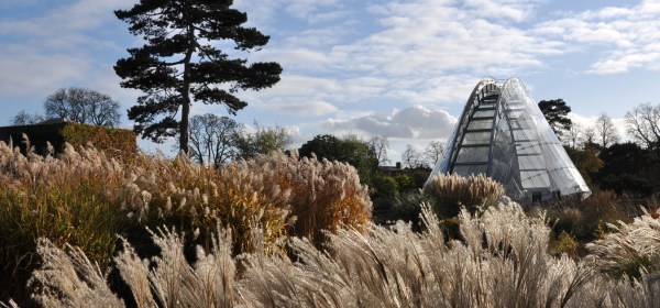 London_grasses-3 Alpine garden