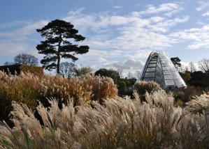London_grasses-3 Alpine garden
