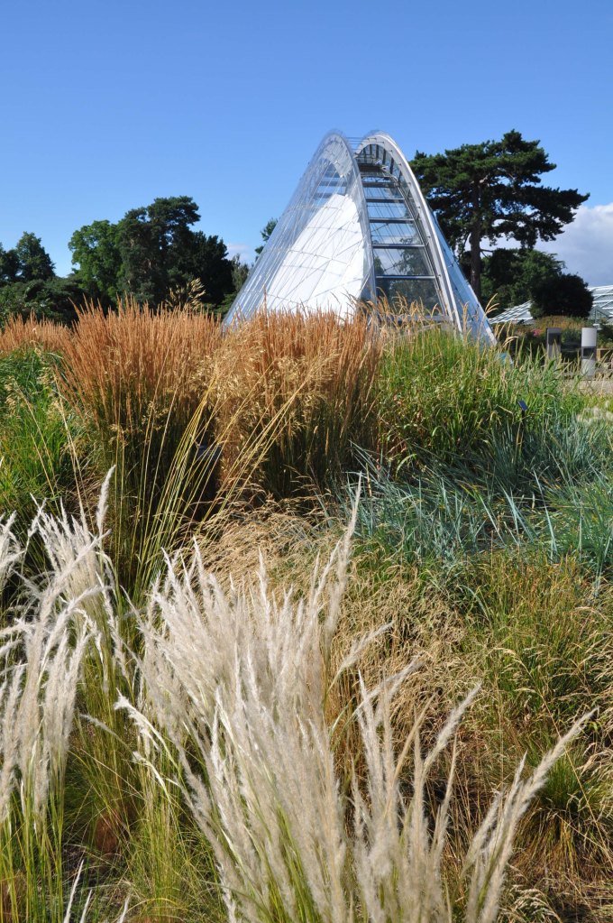 London_grasses-9 Alpine garden