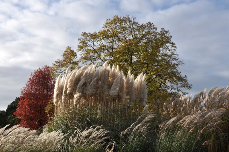 London_grasses-4 Kew