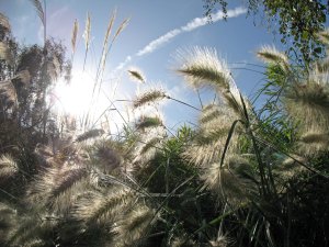 London_grasses-7 Kew