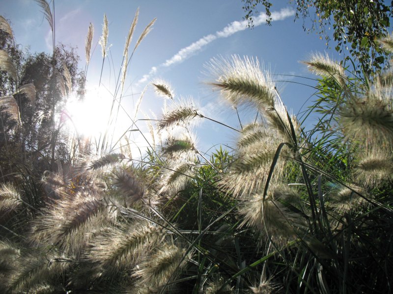 London_grasses-7 Kew