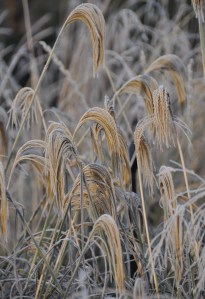 London_grasses-8 Winter Kew