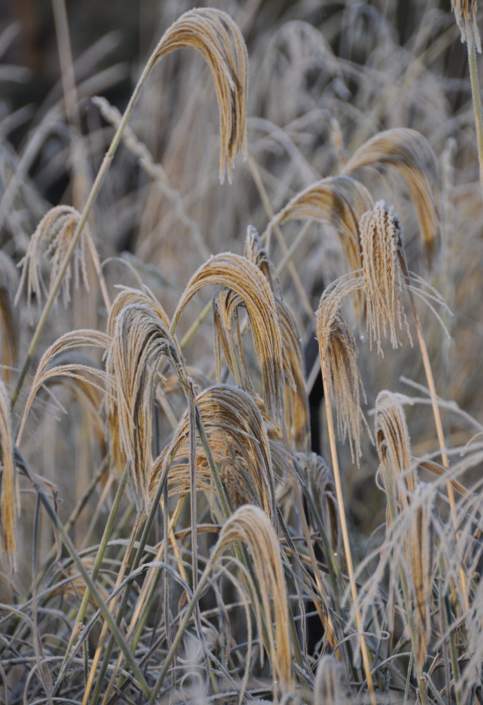 London_grasses-8 Winter Kew