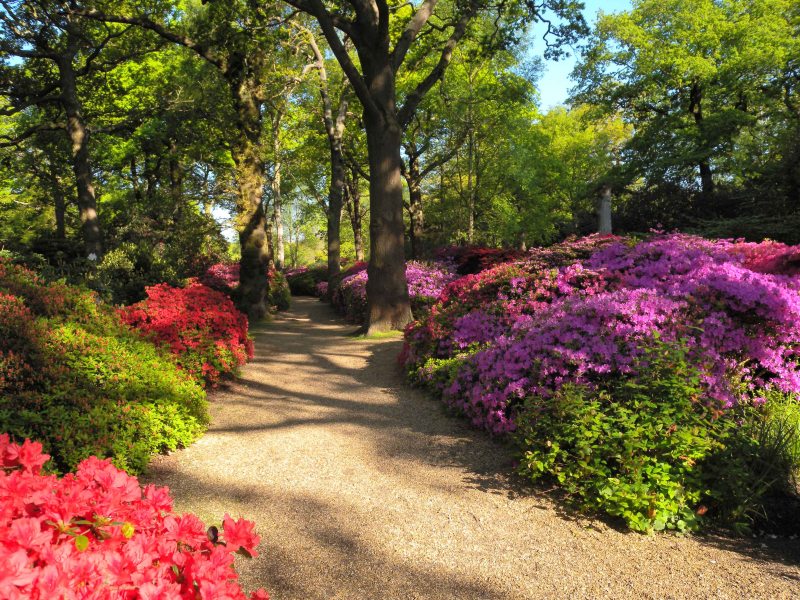 Spring - Richmond Park
