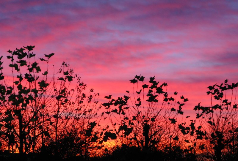 Morning - Hedge - Late Autumn