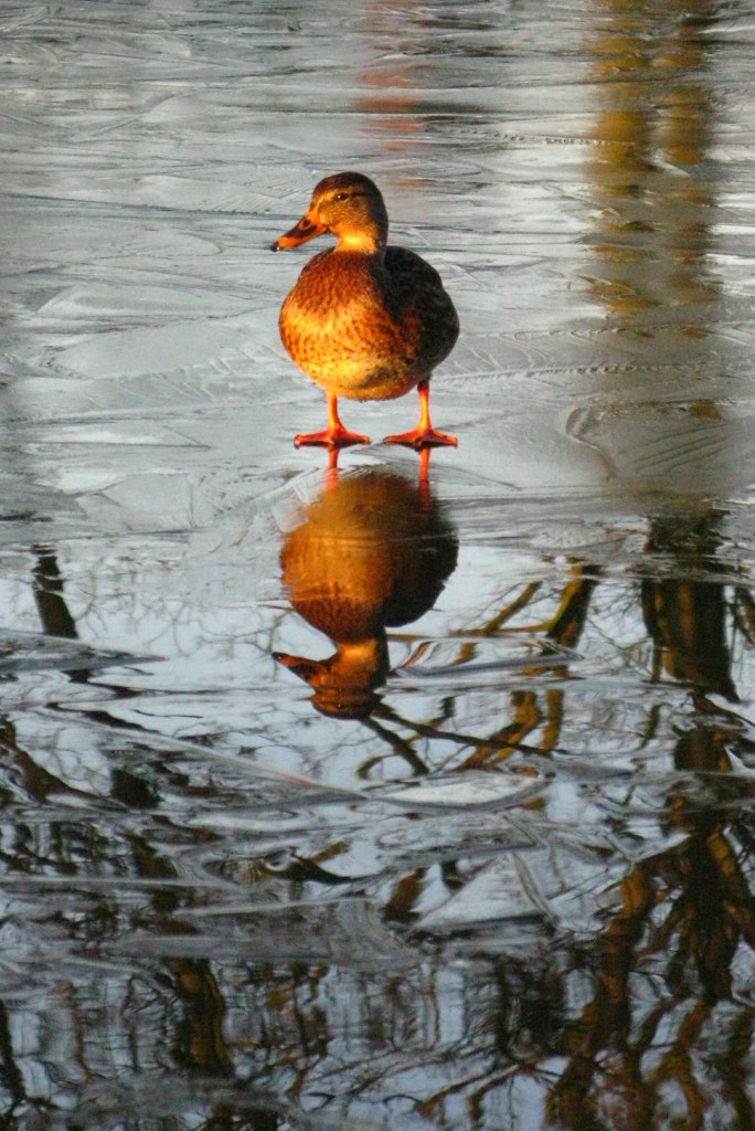 Winter - Duckpond