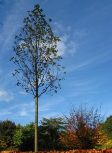 Tall Tree - Kew