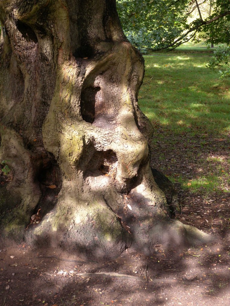 Kew - tree trunk