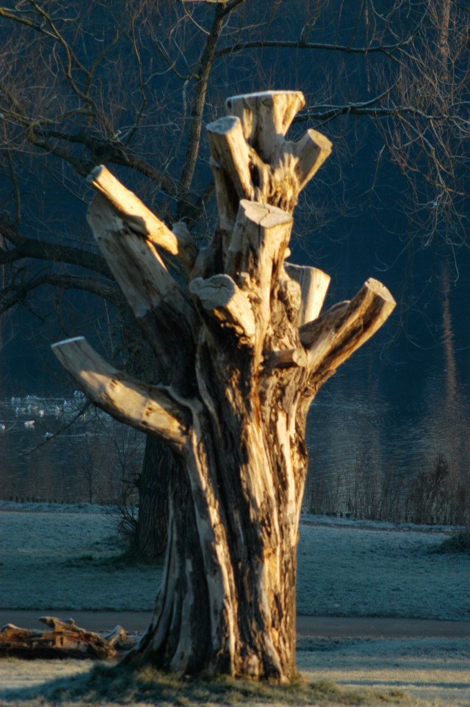 Winter Dead Tree- Hampstead Heath