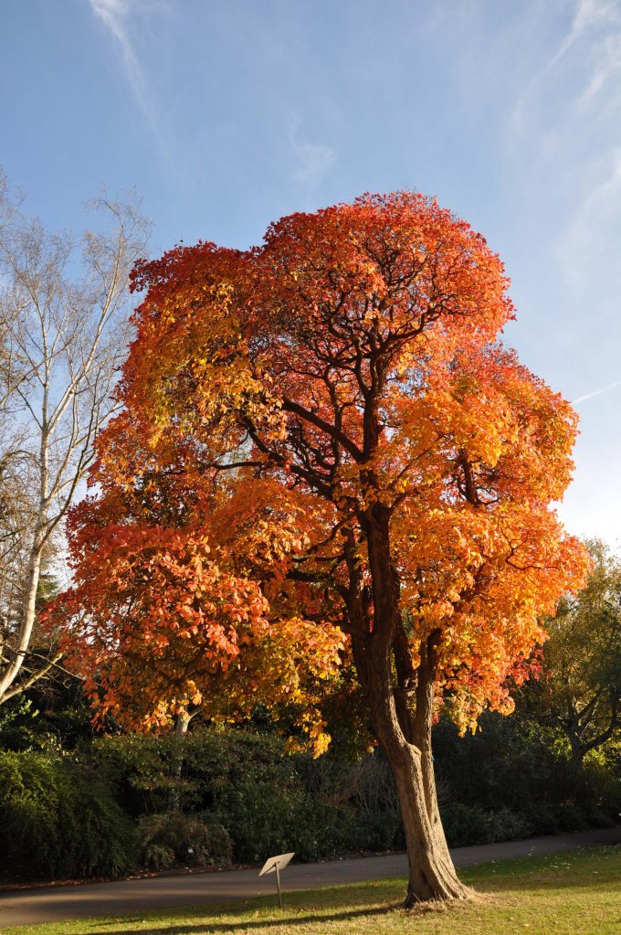 Autumn Colour - Kew