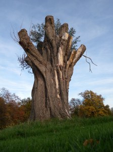 Old Hampstead Tree