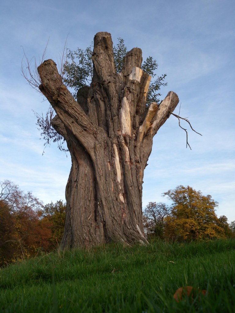 Old Hampstead Tree