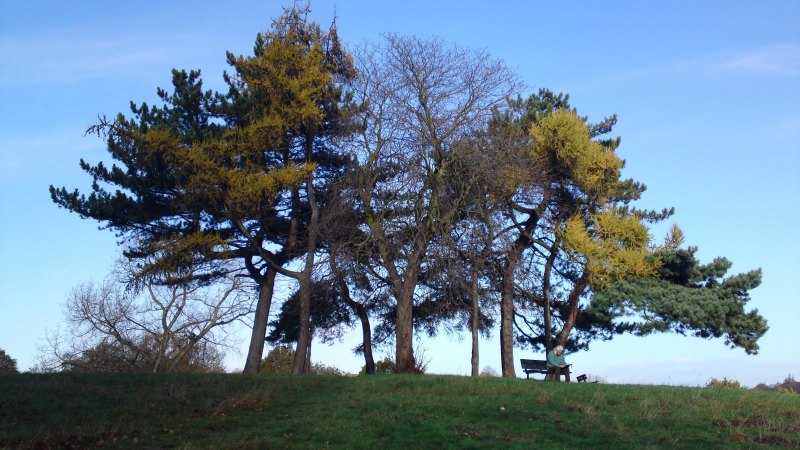 Hampstead Heath - Hilltop trees