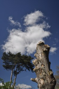 Dead tree sculpture - Kew