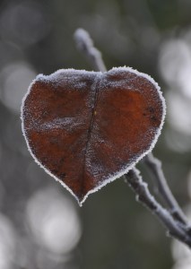Leaf Heart - Frost