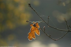 FEW - Single leaf by Boating pond - regents park