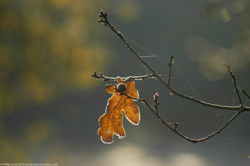 FEW - Single leaf by Boating pond - regents park