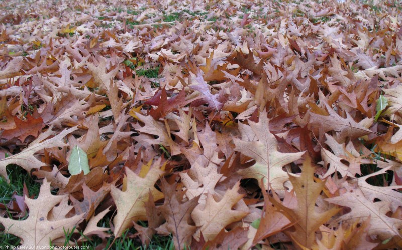 MANY - Autumn Leaves Hyde Park