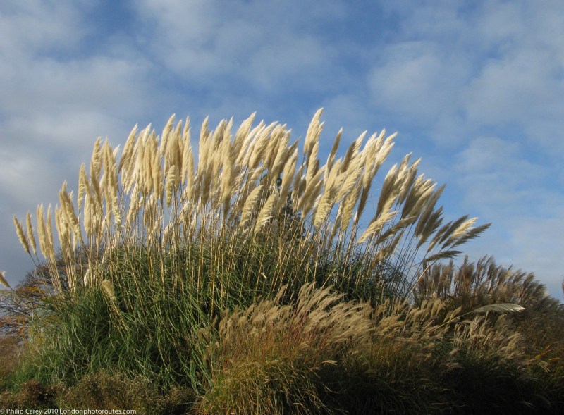 SOFT - Pampas Grass Kew Gardens