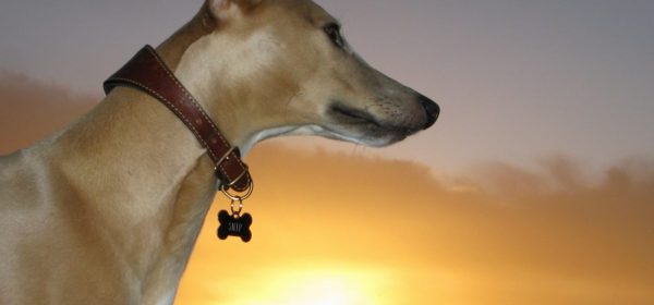 London Runs and Photo Routes -Snip the Whippet on top of Primrose Hill - Sunrise