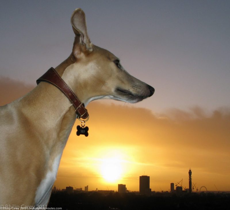 London Runs and Photo Routes -Snip the Whippet on top of Primrose Hill - Sunrise