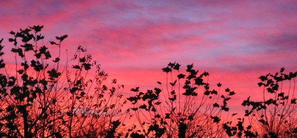 Autumn Sky - Hampstead