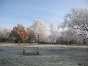 Hadley Common Wood 1
