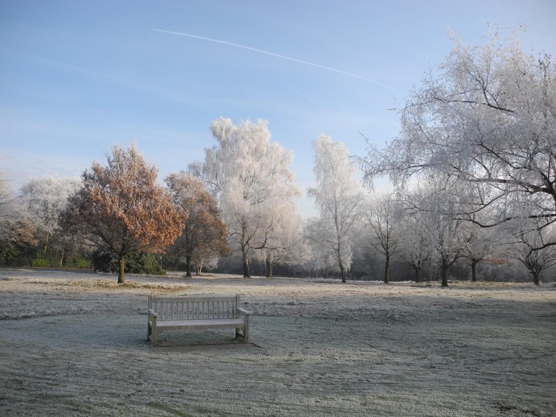 Hadley Common Wood 1