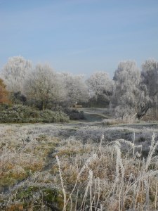 Hadley Common Wood 2