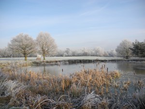 Hadley Common Wood 3